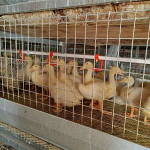 養(yǎng)鴨設備龍門式上料機