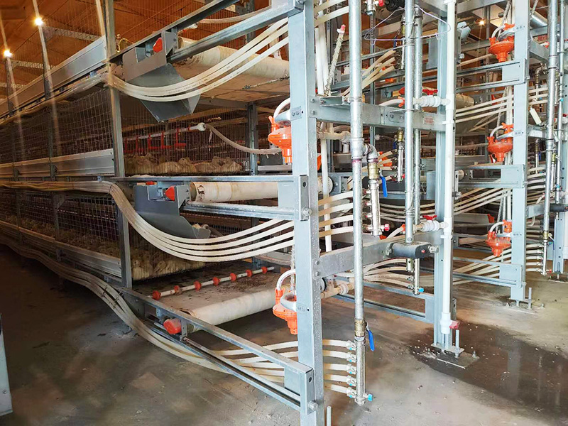 自動化肉鴨籠養系統