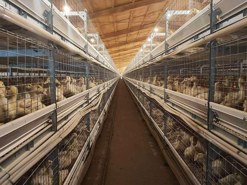 自動化肉鴨籠養系統