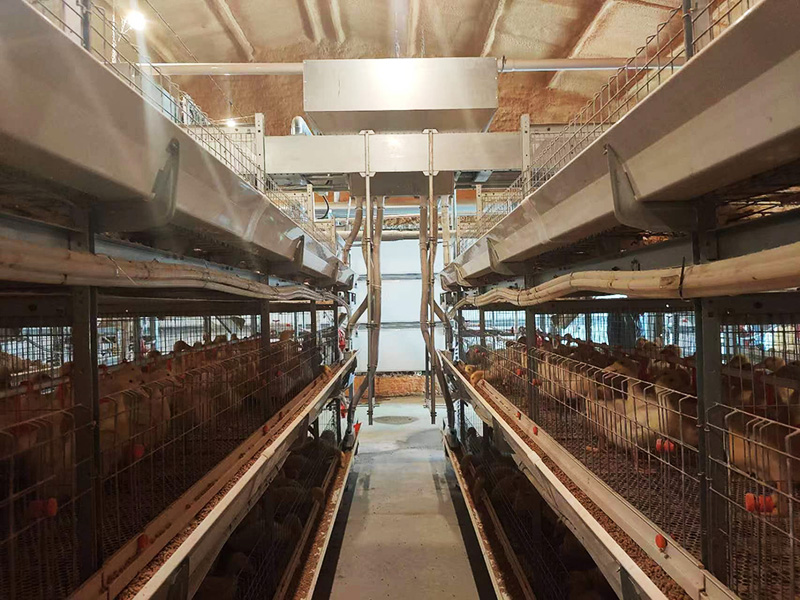 自動化肉鴨籠養系統