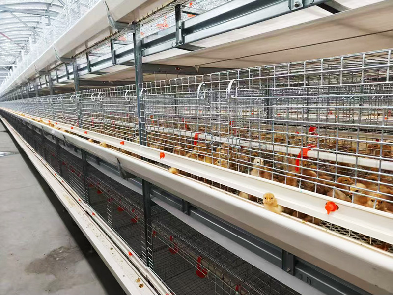 層疊式肉雞籠養設備