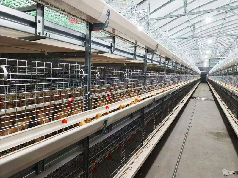 層疊式肉雞籠養設備