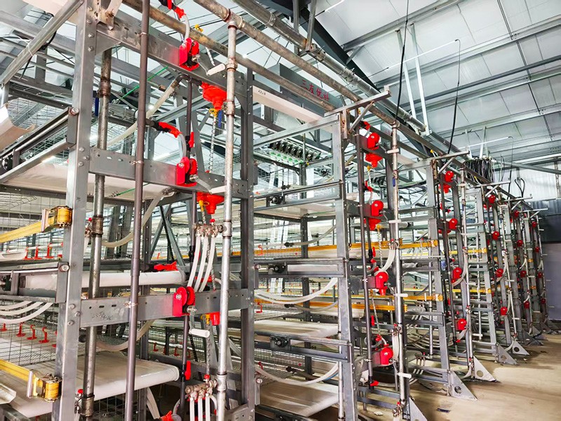 層疊式肉雞籠養設備