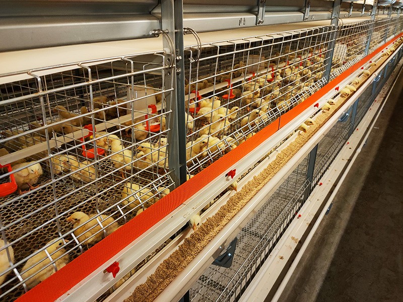 層疊式肉雞籠養設備