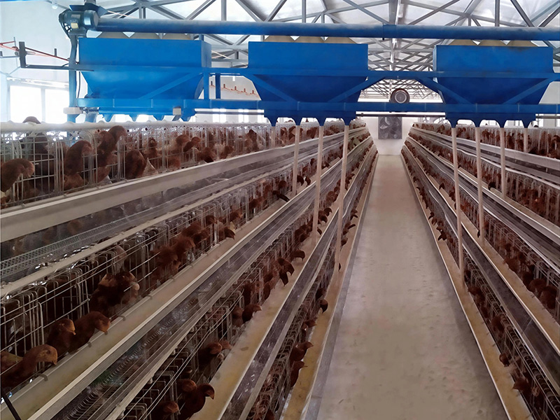 自動化養殖實例